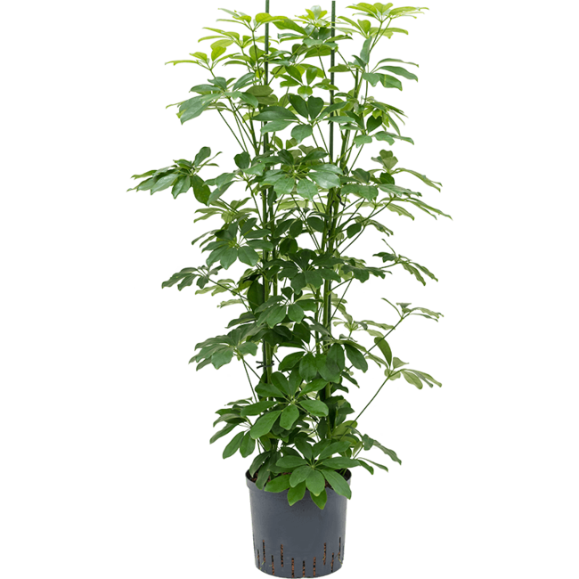 Hydroplant Schefflera Arboricola Compacta