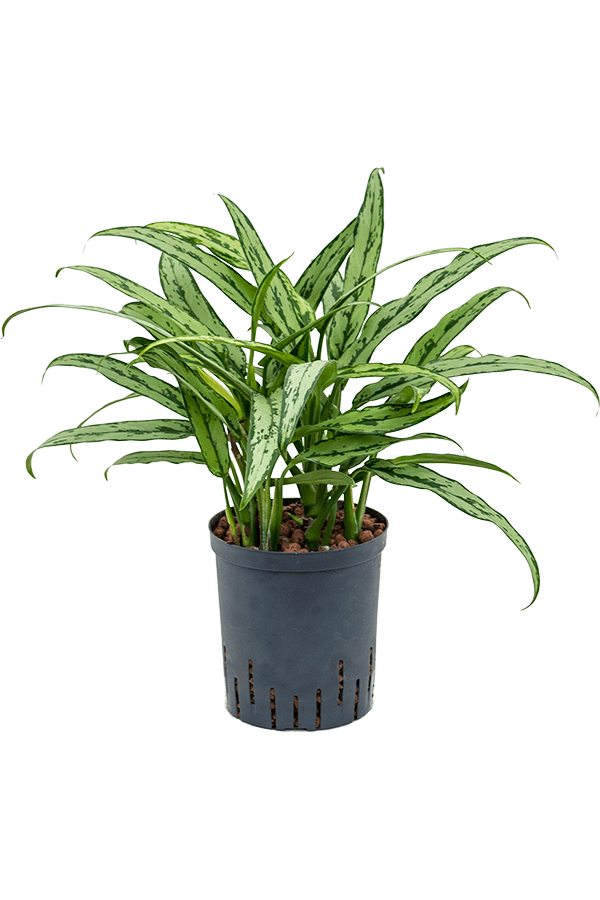 Hydroplant Aglaonema Cutlass