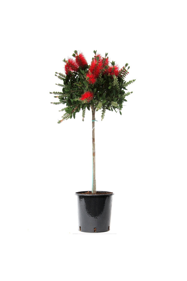 Callistemon Laevis Large