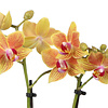 Phalaenopsis Optifriend Indy