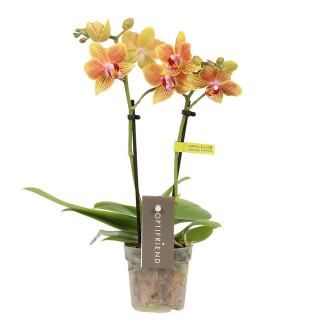 Phalaenopsis Optifriend Indy