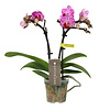 Phalaenopsis Optifriend Lotte