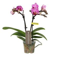 Phalaenopsis