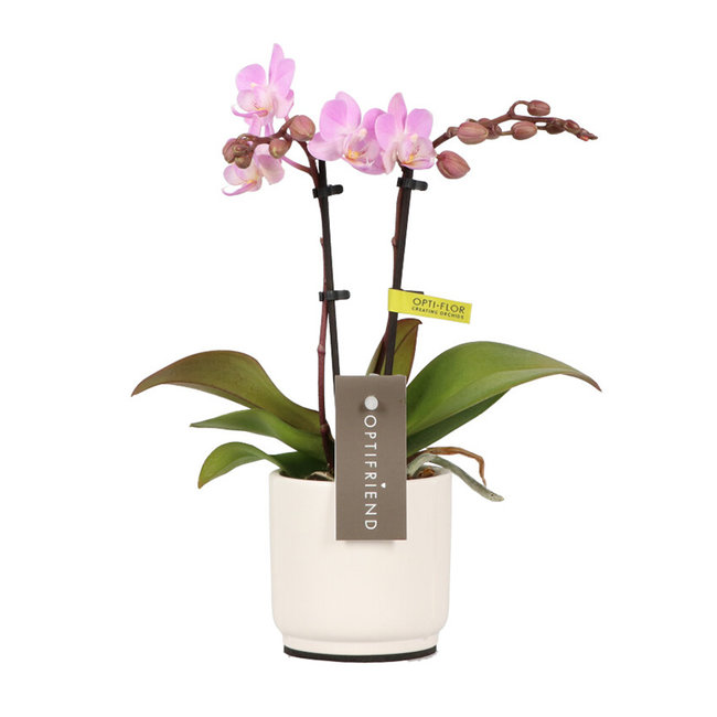 Phalaenopsis Optifriend Lieke Lazio wit