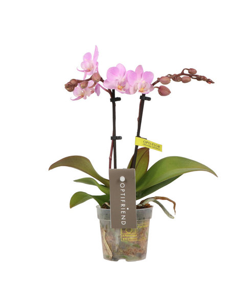 Phalaenopsis