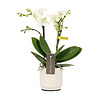 Phalaenopsis Optifriend Sandra Lazio white