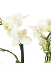 Phalaenopsis Optifriend Sandra Lazio white