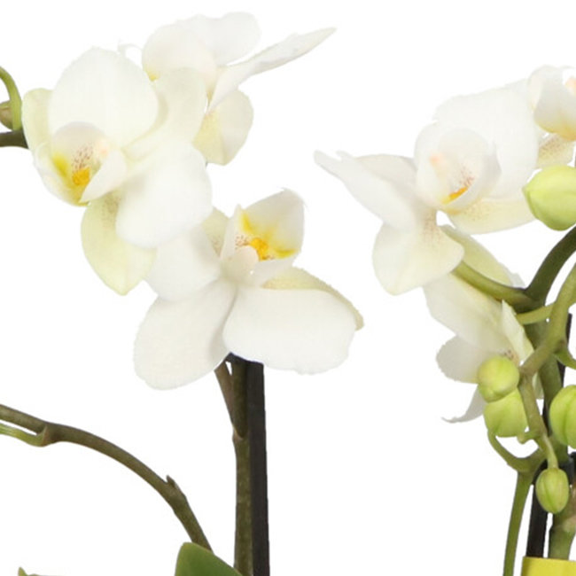 Phalaenopsis Optifriend Sandra Lazio white