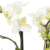 Phalaenopsis Optifriend Sandra