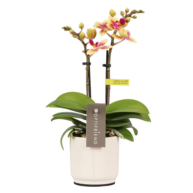 Phalaenopsis Optifriend Tess Lazio white