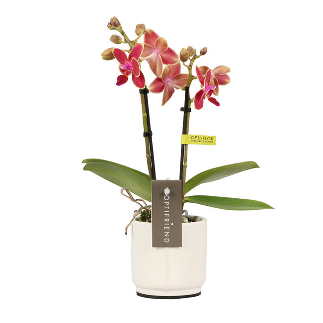 Phalaenopsis Optifriend Kyra Lazio white