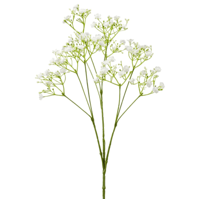 Gypsophila Snelle levering Fleurdirect Fleurdirect