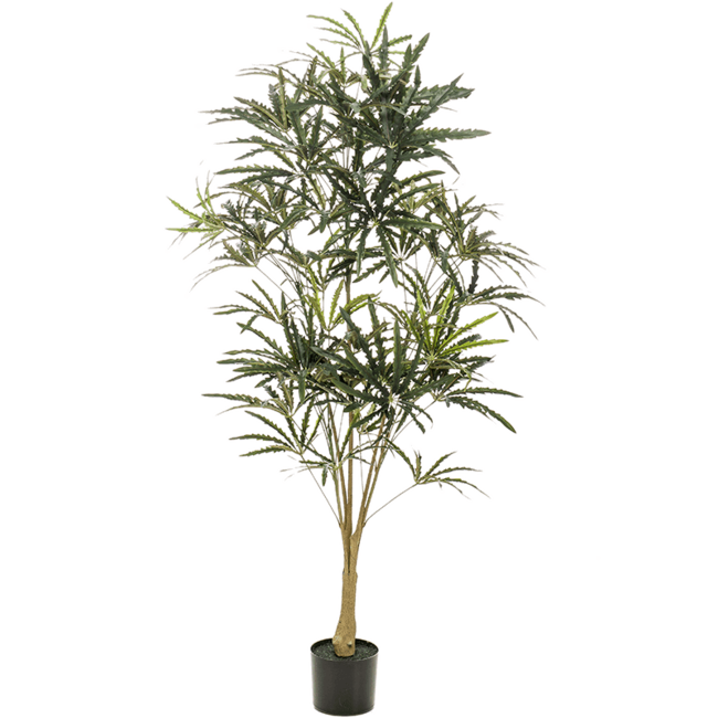 Plerandra Elegantissima kunstplant