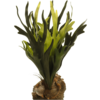 Fern Staghorn kunstplant