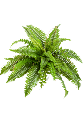 Nephrolepis Boston kunstplant