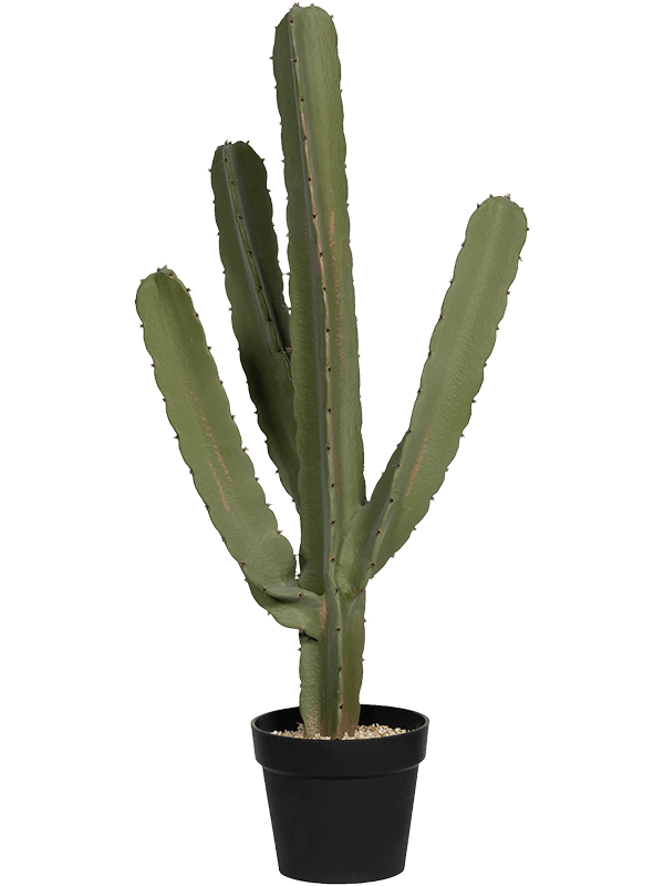 trog Slang Conform Cactus Cereus | Snelle levering | Fleurdirect - Fleurdirect