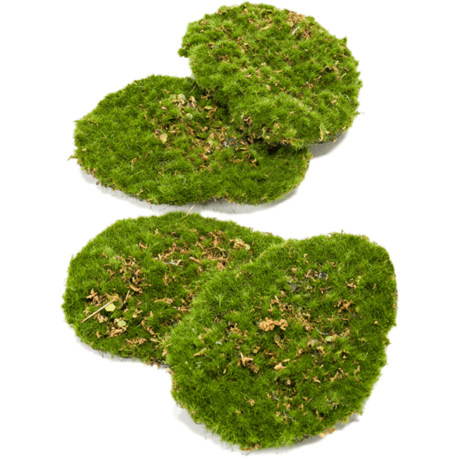 Moss Plate kunstplant