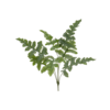 Phlebodium kunstplant