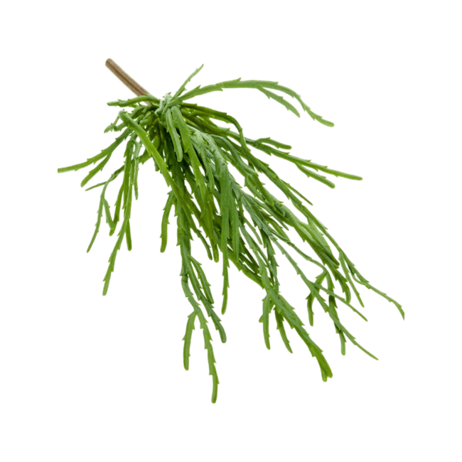 Rhipsalis Pandora kunstplant