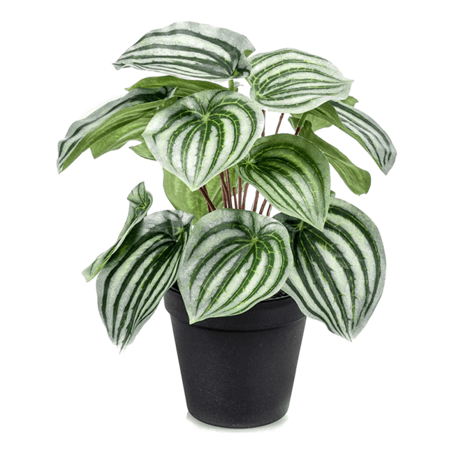 Peperomia kunstplant