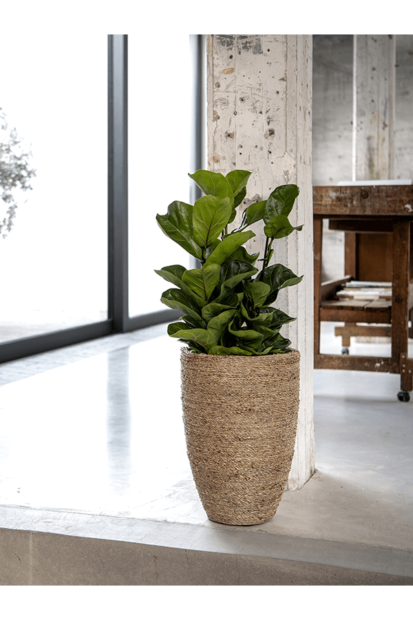 Bohemian Ben XL Straw Grass