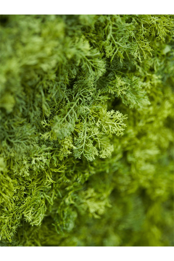 Iceland Moss kunstplant 50cm x 50cm