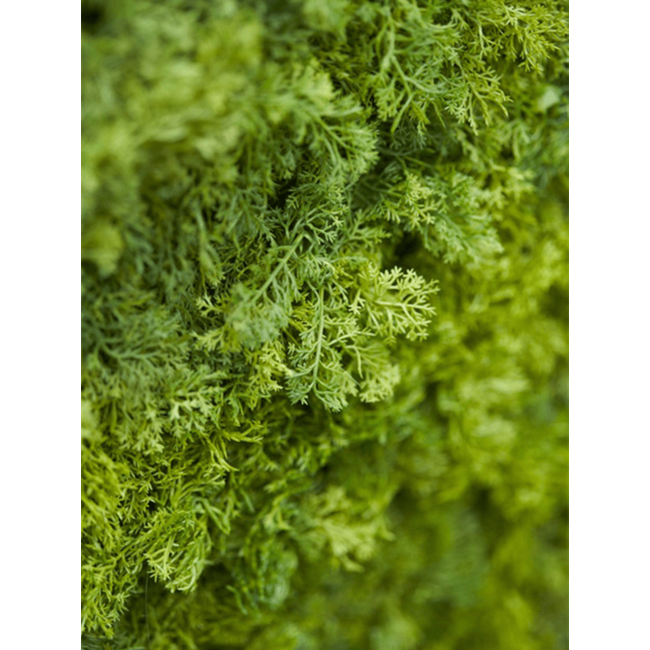 Iceland Moss kunstplant