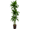 Hydroplant Dracaena Fragrans Hawaiian Sunshine - Copy