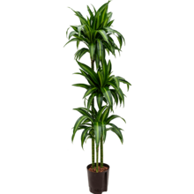 Hydroplant Dracaena - Copy