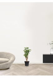 Polyscias Roble S - Copy