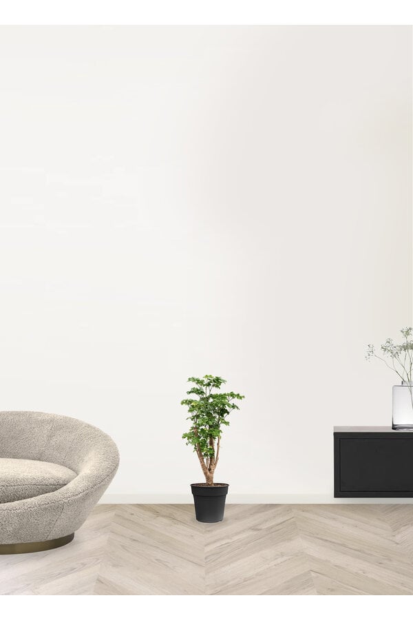 Polyscias Roble S - Copy