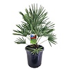 Chamaerops Humilis XL