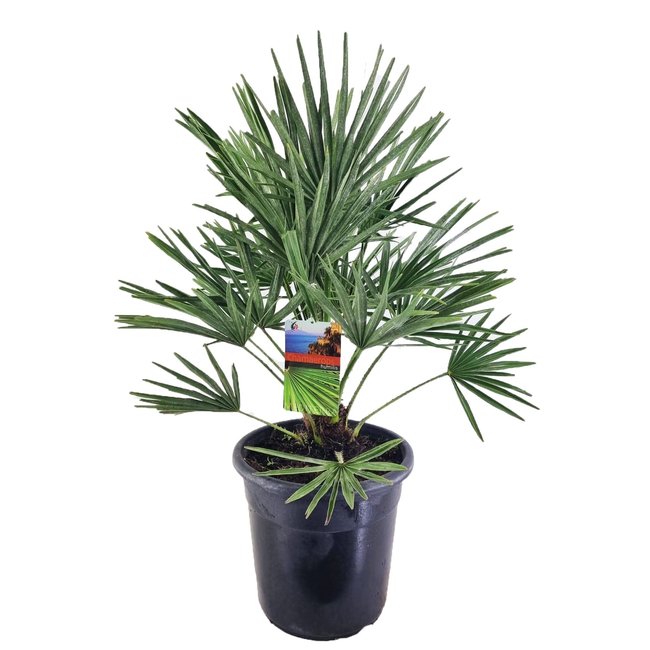 Chamaerops Humilis XL