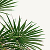 Chamaerops Humilis L