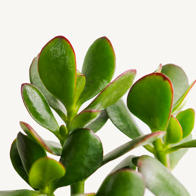 Crassula Ovata KingSize