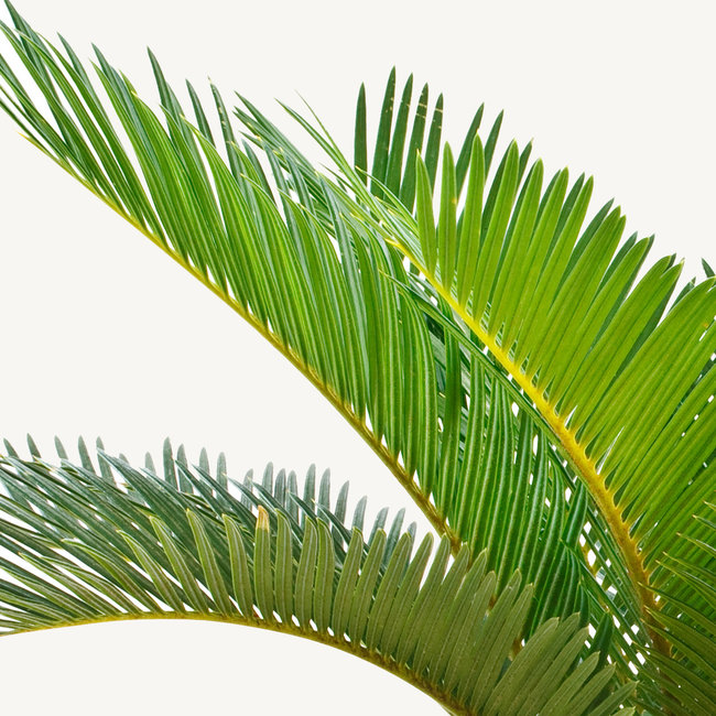 Cycas Revoluta XXL