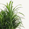 Dracaena Anita in Zelfwatergevende Rondo