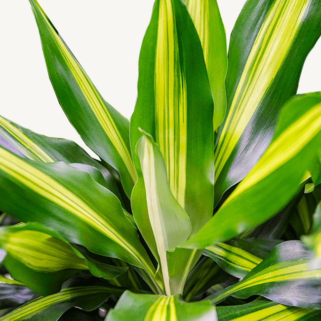 Dracaena Cintho Carroussel L