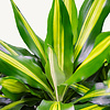 Dracaena Cintho vertakt XXL