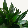 Hydroplant Dracaena Fragrans Compacta