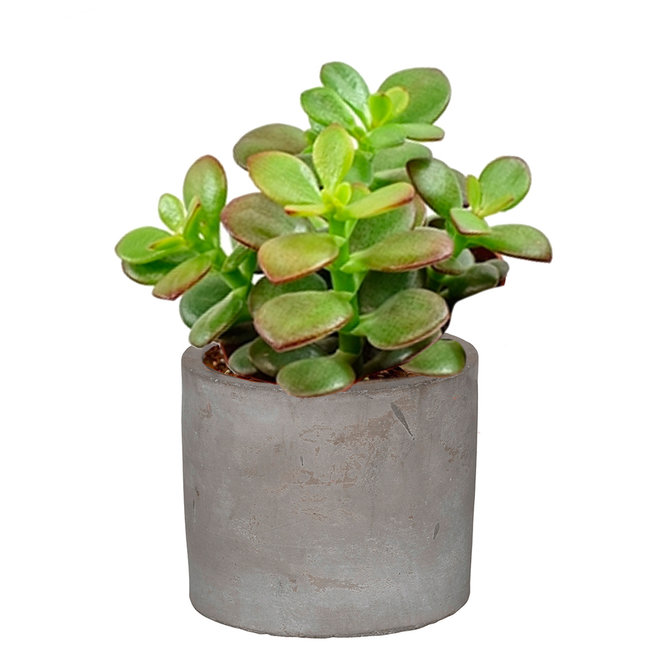 Babyplant Crassula in keramieken potje