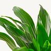 Hydroplant Dracaena janet craig