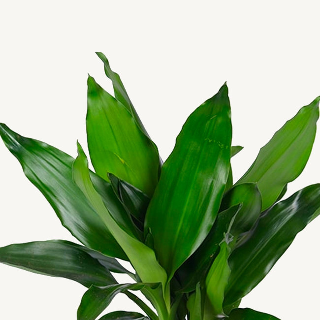 Dracaena Fragans Janet Lind