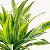 Hydroplant Dracaena Fragrans Lemon Lime