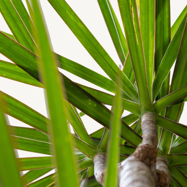 Dracaena Marginata in antraciete zelfwatergevende Runner