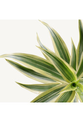 Hydroplant Pleomele (Dracaena) Reflexa Song Of India