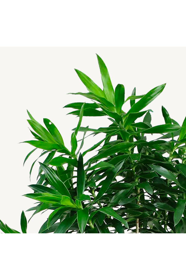 Dracaena Reflexa XL