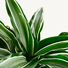 Hydroplant Dracaena Deremensis White Stripe