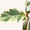 Ficus Elastica Tineke