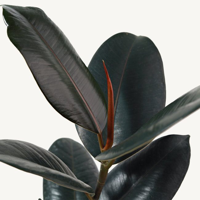 Hydroplant Ficus Elastica Abidjan